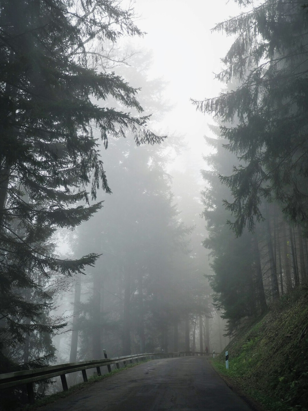 foggy forest path